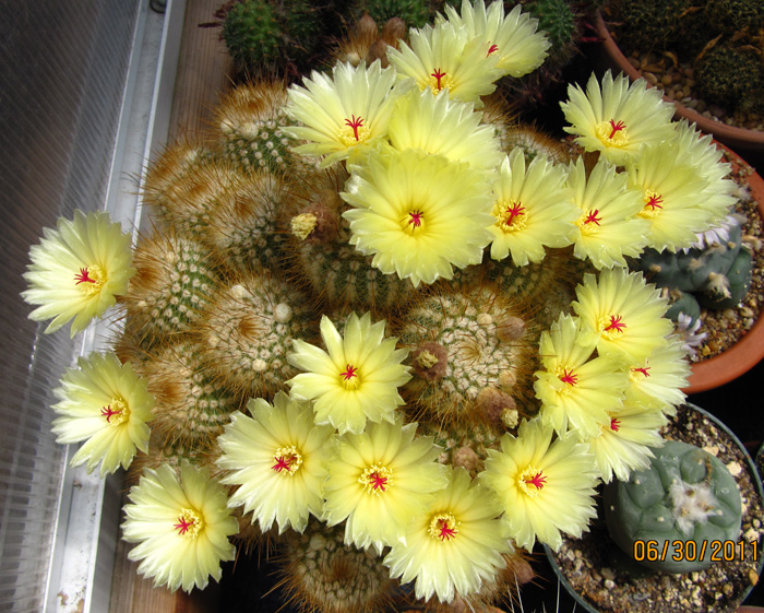 Parodia scopa in full bloom